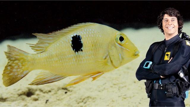 Andy and the Amazon Cichlid