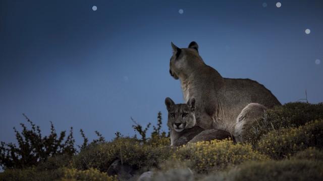 Die Berge der Pumas