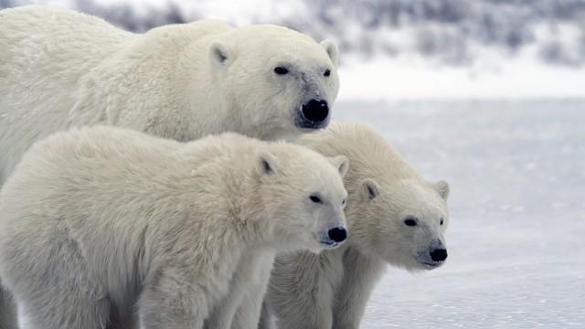 Winter der Eisbären