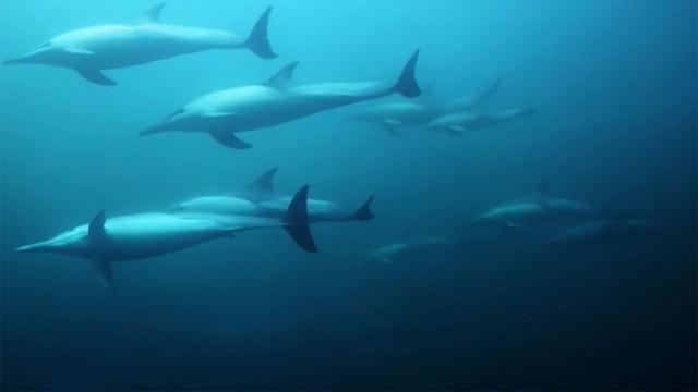 Hunters in hostile waters