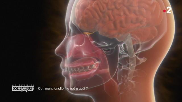 Tout sur les mystères du goût et de l'odorat