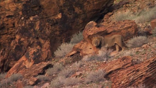 Desert Lions