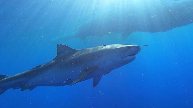 Sharks of Hawaii