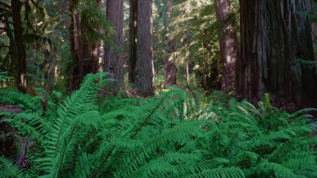 California North Coast Redwoods