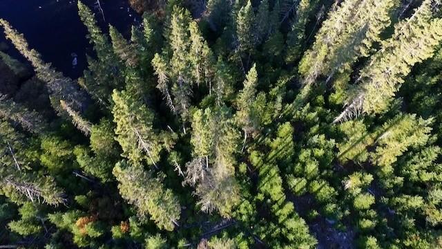 L'argent pousse dans les arbres