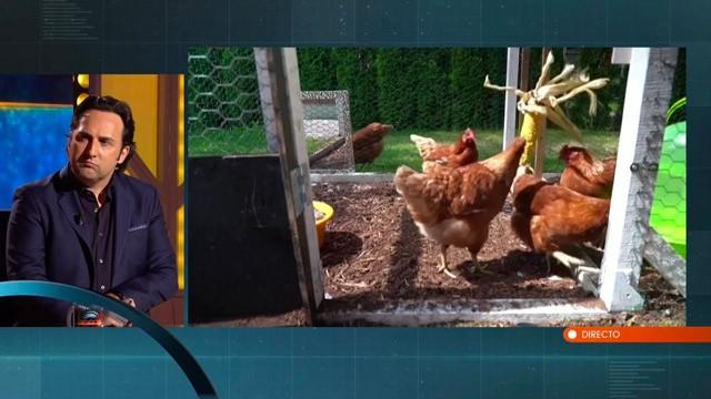 Gripe aviar, ¿nueva amenaza?