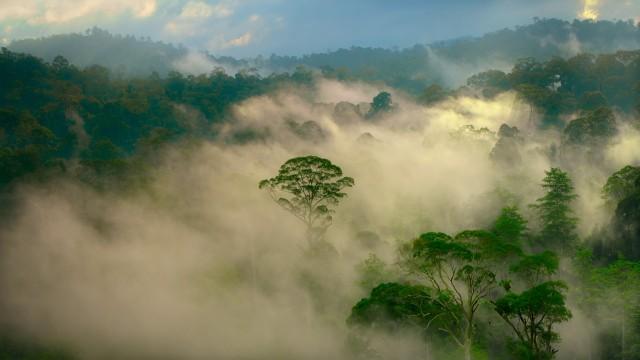 Borneo: Sacred Forest