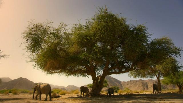 Namib: Skeleton Coast and Beyond