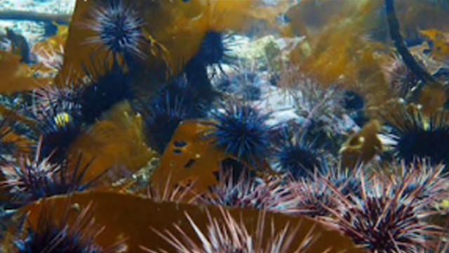 Planète bleue : Les mers vertes