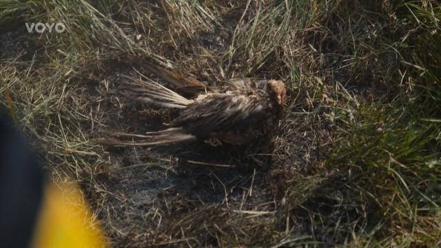 The burning bird