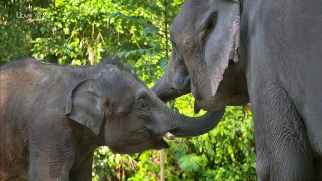 Walking with Elephants