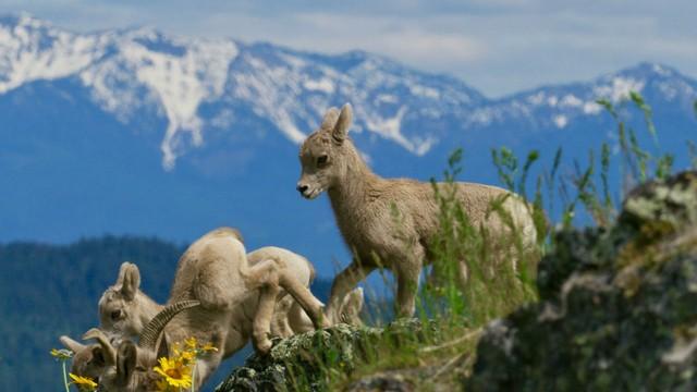 Born in the Rockies: First Steps