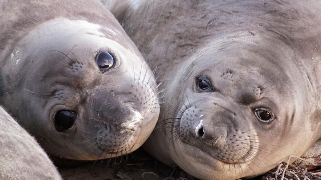 Animals with Cameras: Oceans