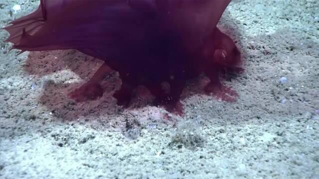 Seal Slaps Man With An Octopus