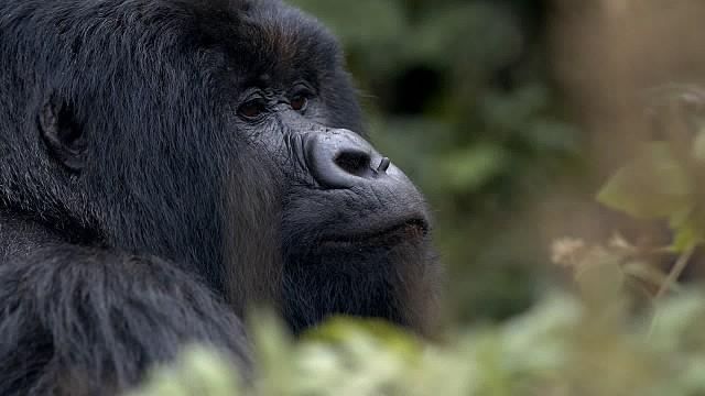 Hazing, Saving the Mountain Gorillas, Rita Moreno