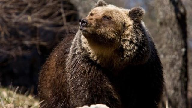 Saving Europe's Bears