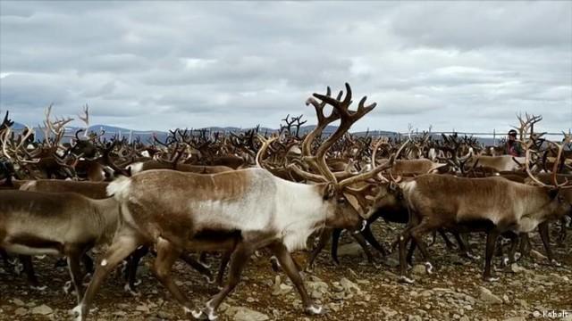 Hunting in the Arctic Circle