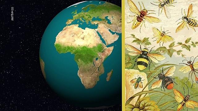 Bees and Agriculture