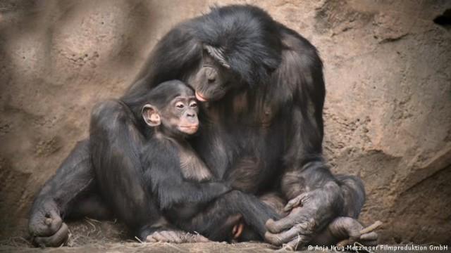 Great apes - Our closest animal relatives