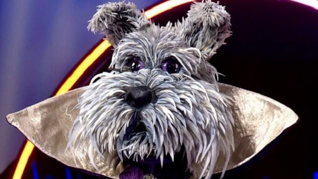 Will the Schnauzer Gets Reveal?