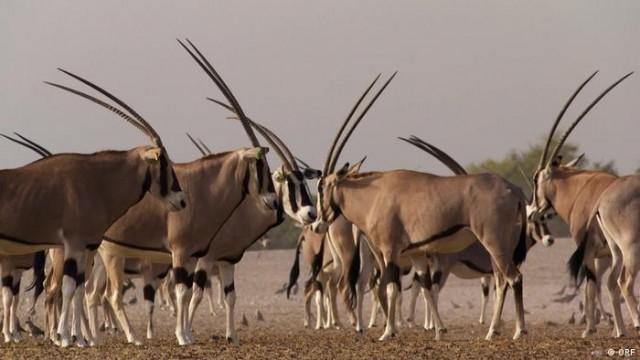 Island of the White Antelope - Abu Dhabi’s natural oasis