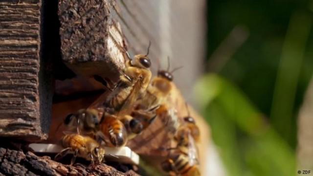 Soils at their limit - Chemical threats to bees and farmland