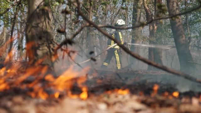 Waldstück in Flammen