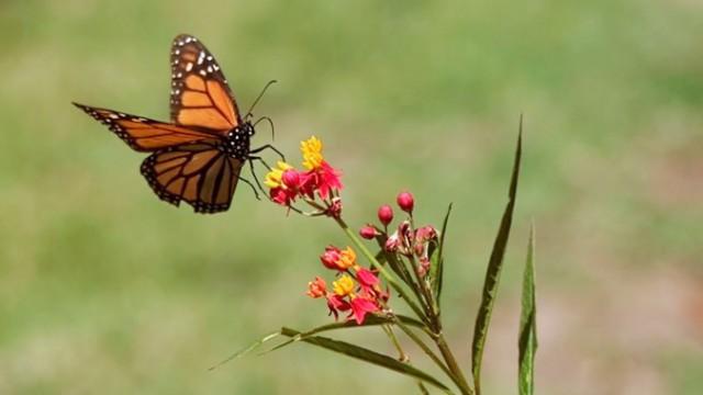 Was It Designed? The Monarch Butterfly's Migration