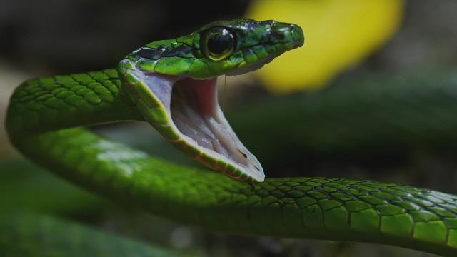 Snake Prison Island