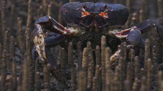 March of the Crabs