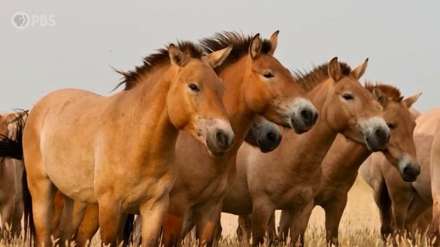 How Horses Went From Food To Friends