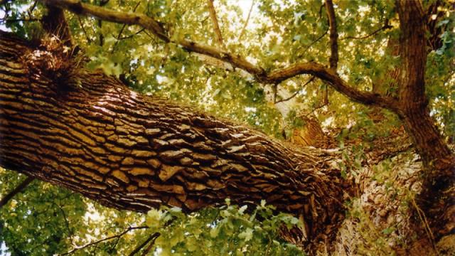 Comment les arbres peuvent-ils nous aider à trouver de l'or ?