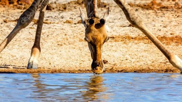 Pourquoi la tête des girafes n'explose pas lorsqu'elles se baissent pour boire ?