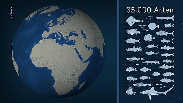 Fish: The globalized fishery