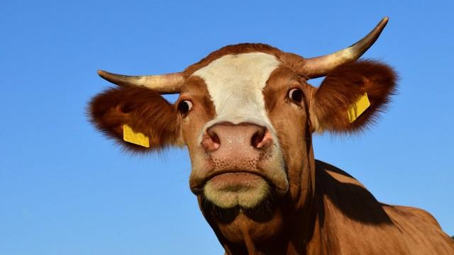 Des toilettes pour vaches contre le changement climatique ?