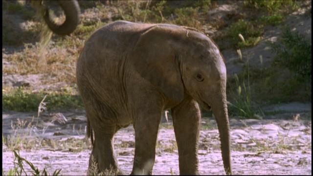 Elephant Nomads of the Namib Desert