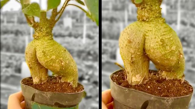 A Really Thicc Plant