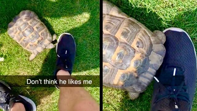 A Tortoise that Hates Shoes