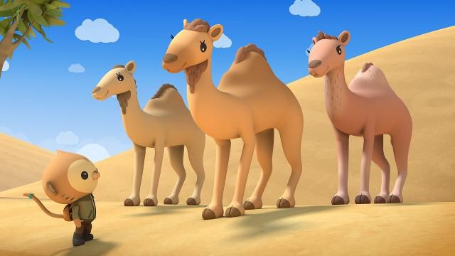 The Arabian Camels