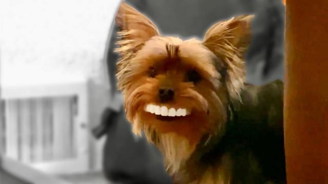 Dog Steals Grandpa's Dentures