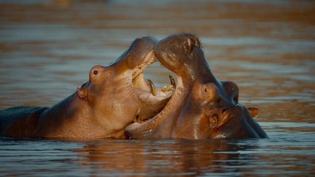 Kämpfer und Könige - Afrikas Flusspferde