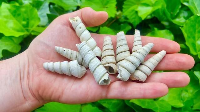 Nature's Pasta