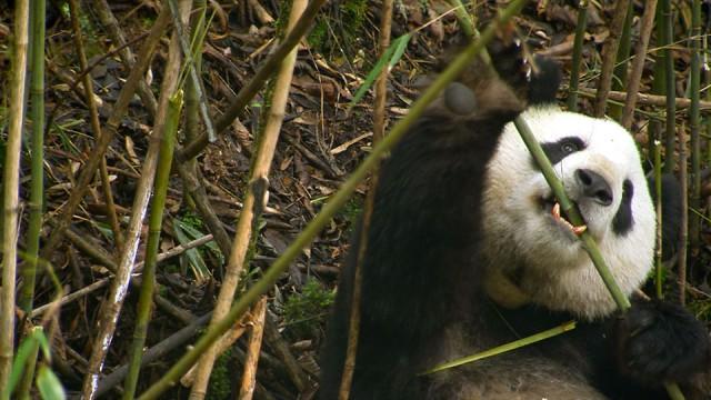 絶景に生きる 希少動物スペシャル