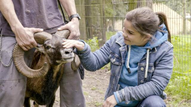 Es müffelt nach Mufflon