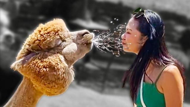 Alpaca Spits in Woman's Face