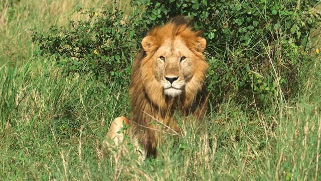 セレンゲティ国立公園 〜 300万頭！アフリカの動物王国