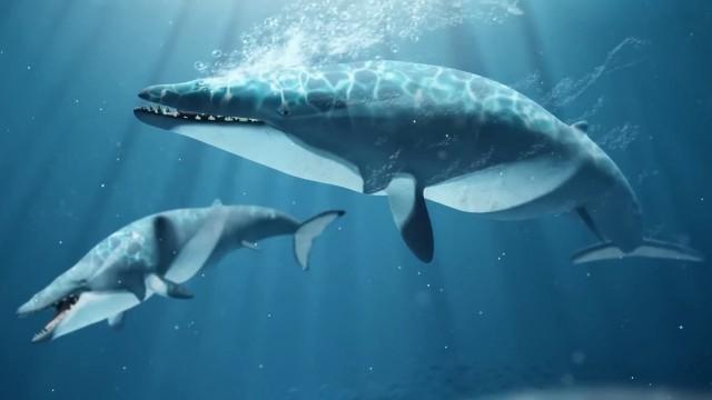 How Whale Evolution Kind Of Sucked