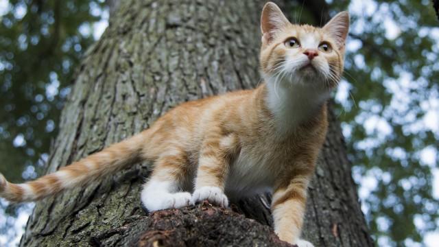 Comment les chats survivent-ils aux chutes ?