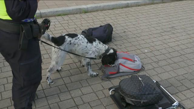 The search dog Paddy picks up a trail