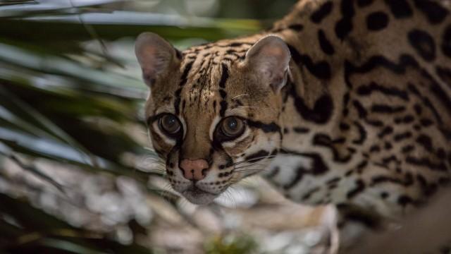 American Ocelot